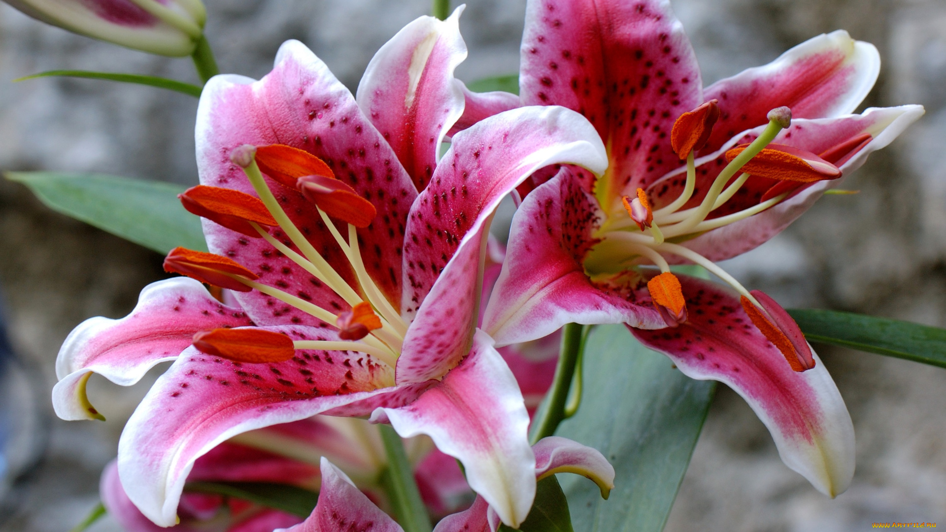 цветы, лилии, лилейники, розовый, тычинки