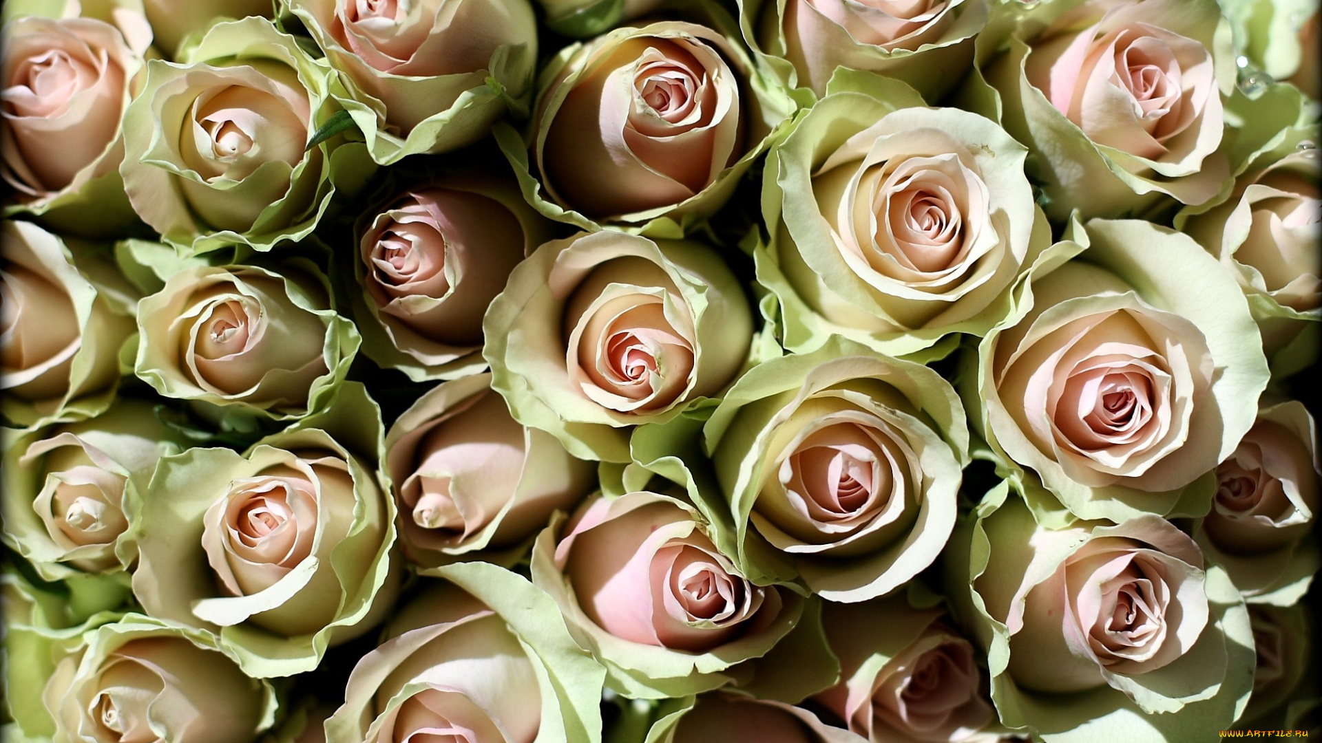 цветы, розы, много, бледно-розовый