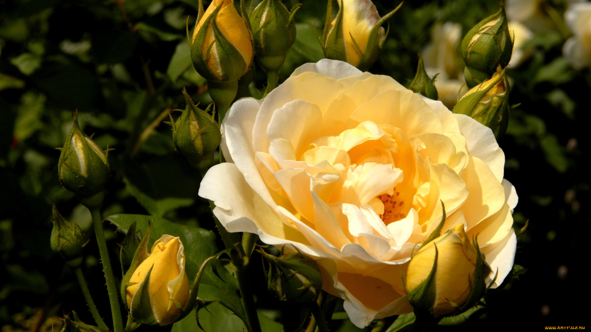 цветы, розы, желтый, бутоны