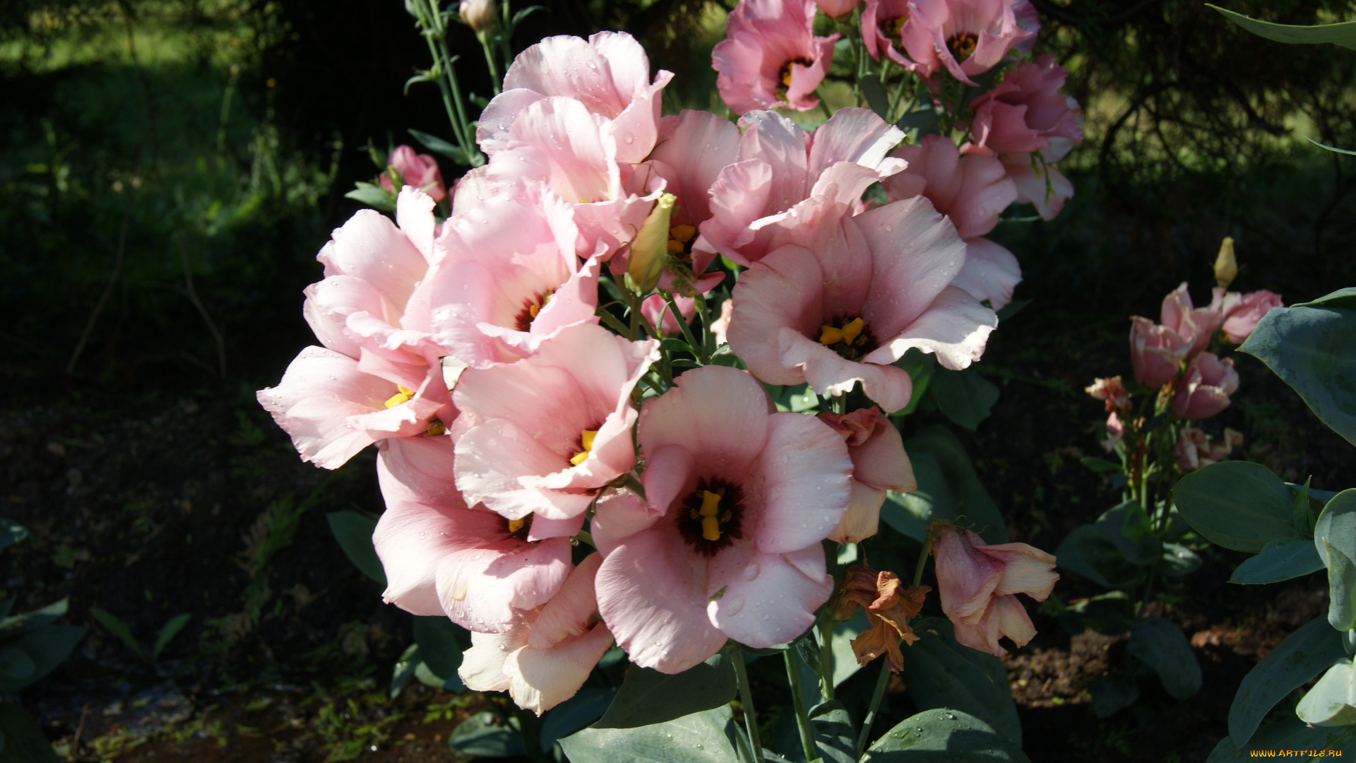 цветы, темный, фон