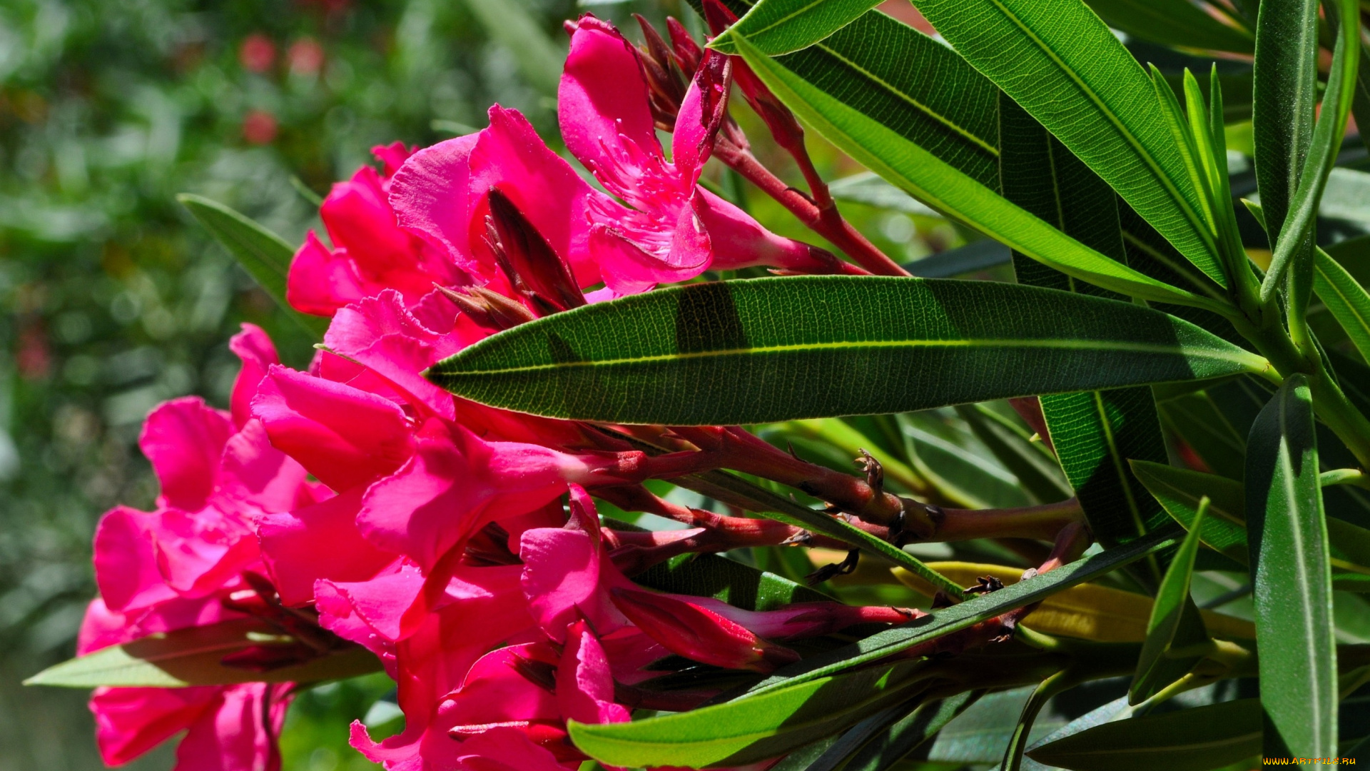 олеандр, цветы, олеандры, малиновый, яркий, листья