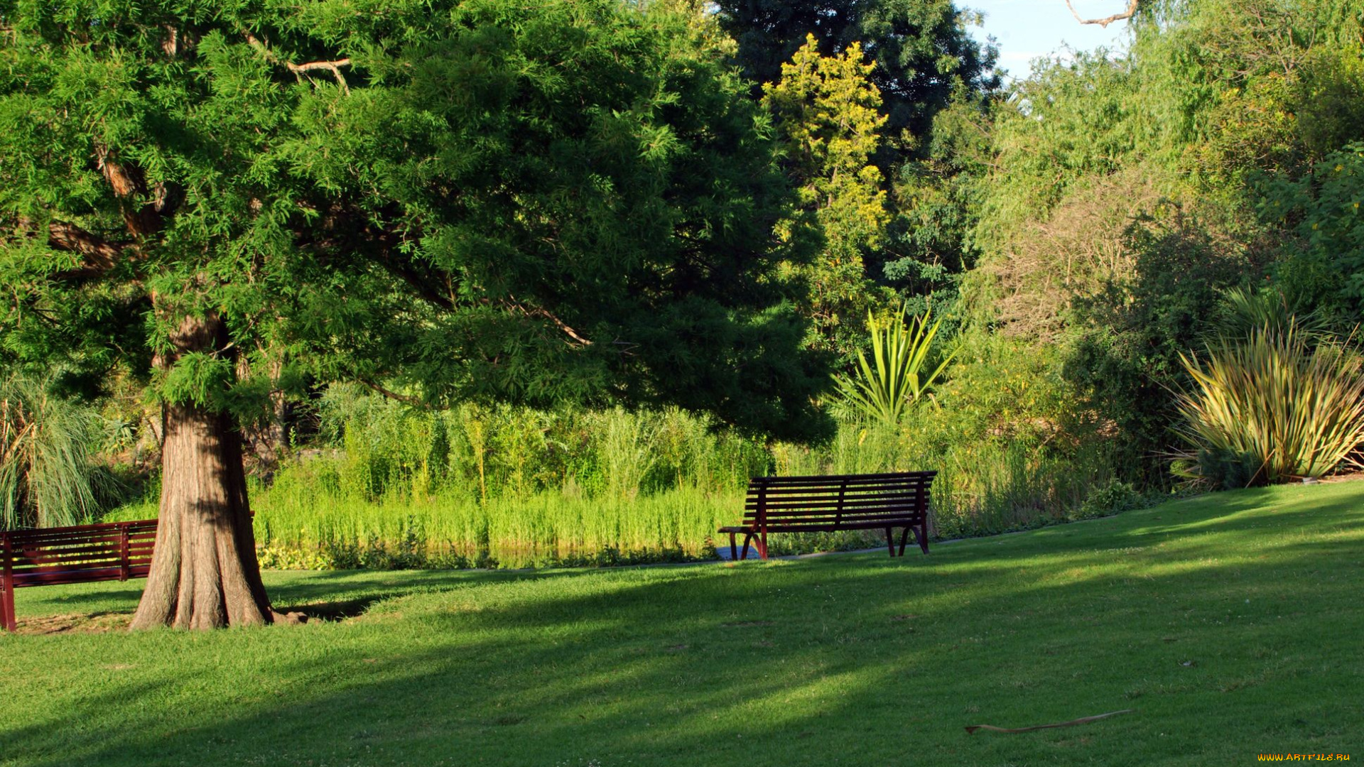 природа, парк, скамейка