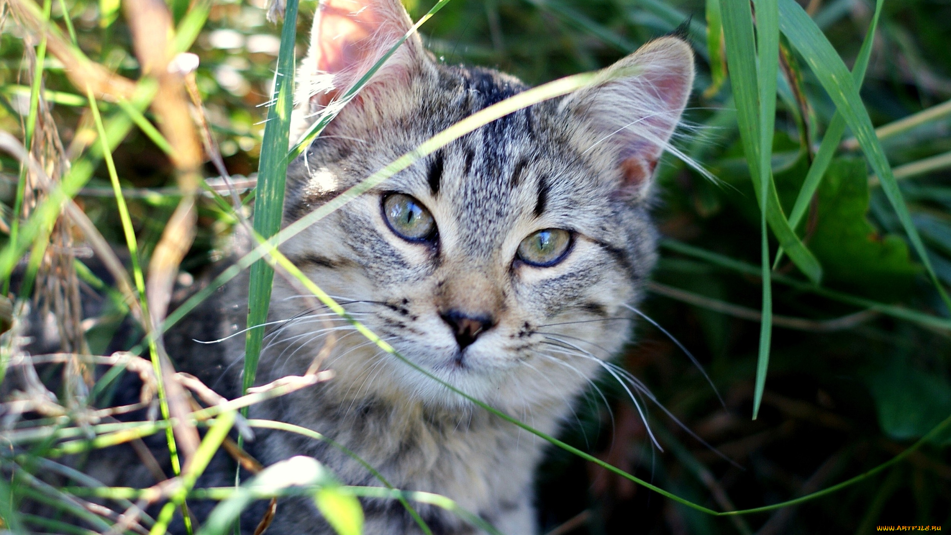 животные, коты, серый, трава