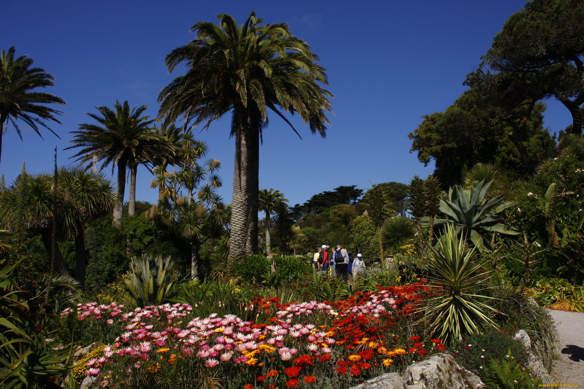 природа, парк, пальма