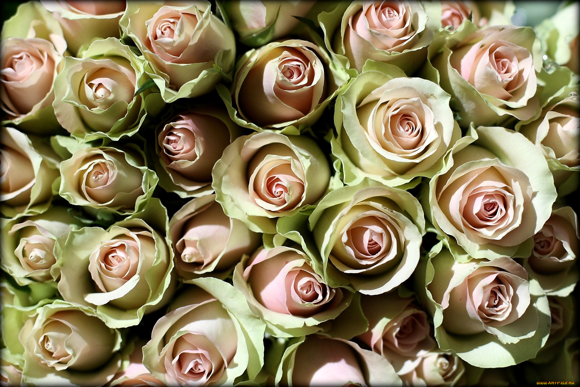 цветы, розы, много, бледно-розовый