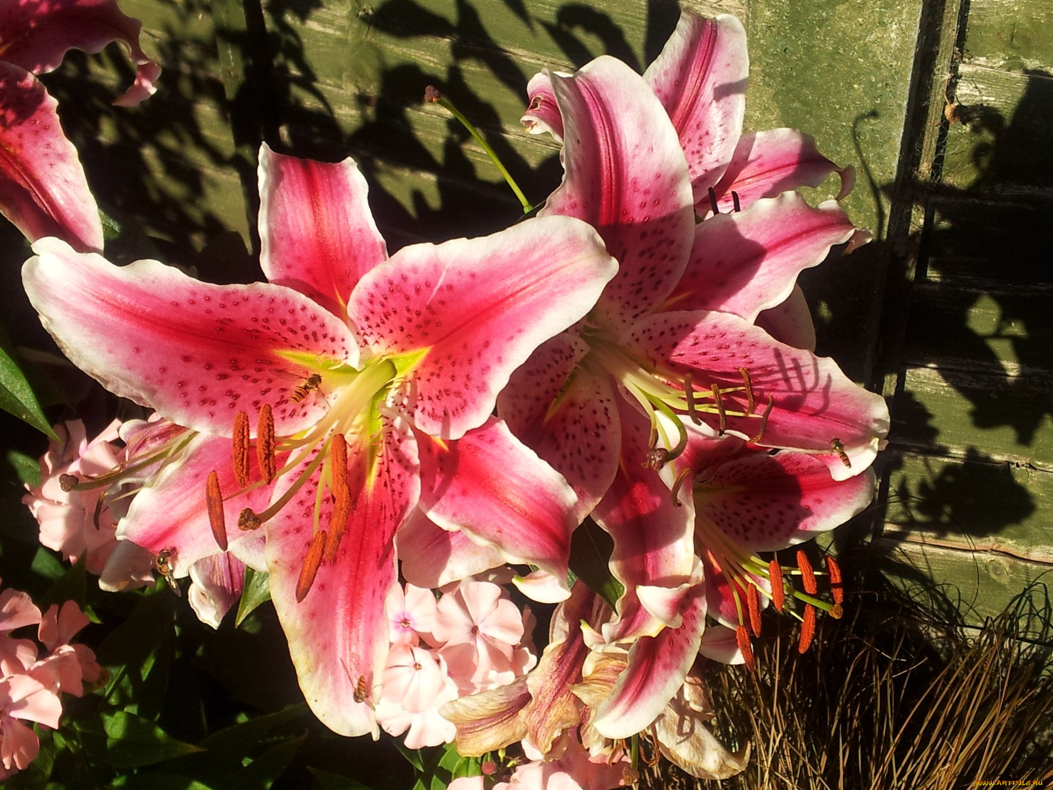 цветы, лилии, лилейники, пестик, тычинка