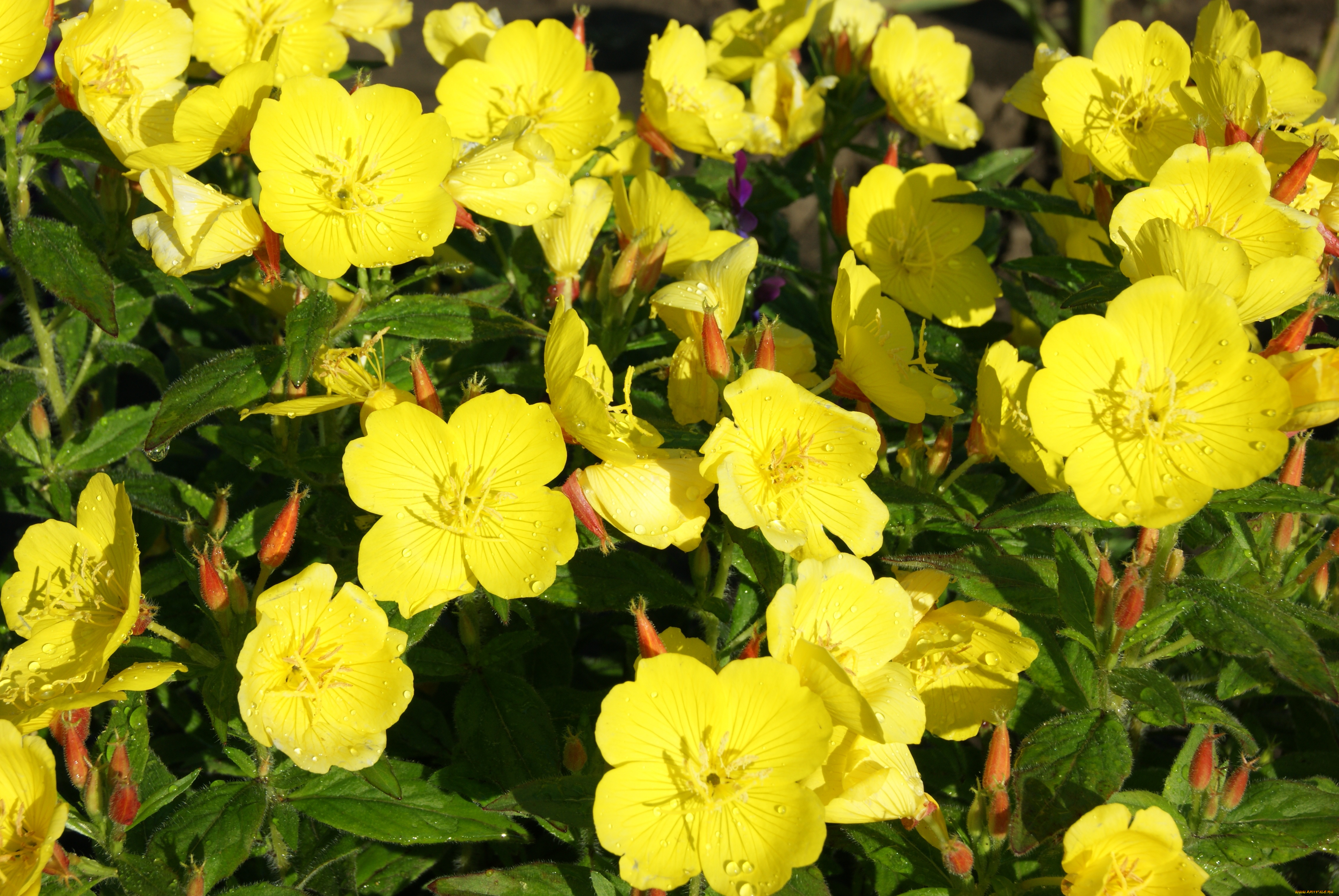 цветы, капли, воды, желтые