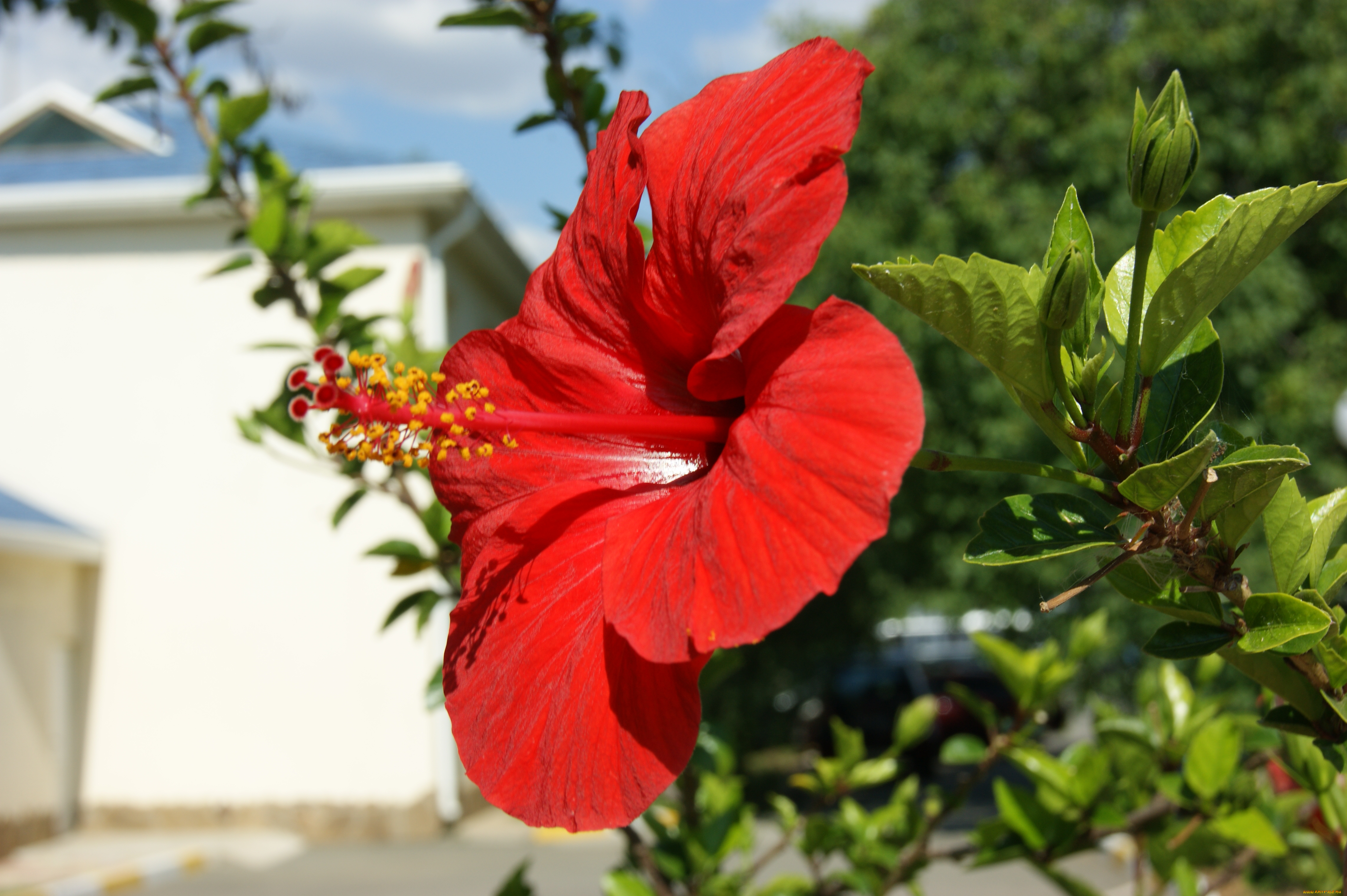цветы, гибискусы, зелень