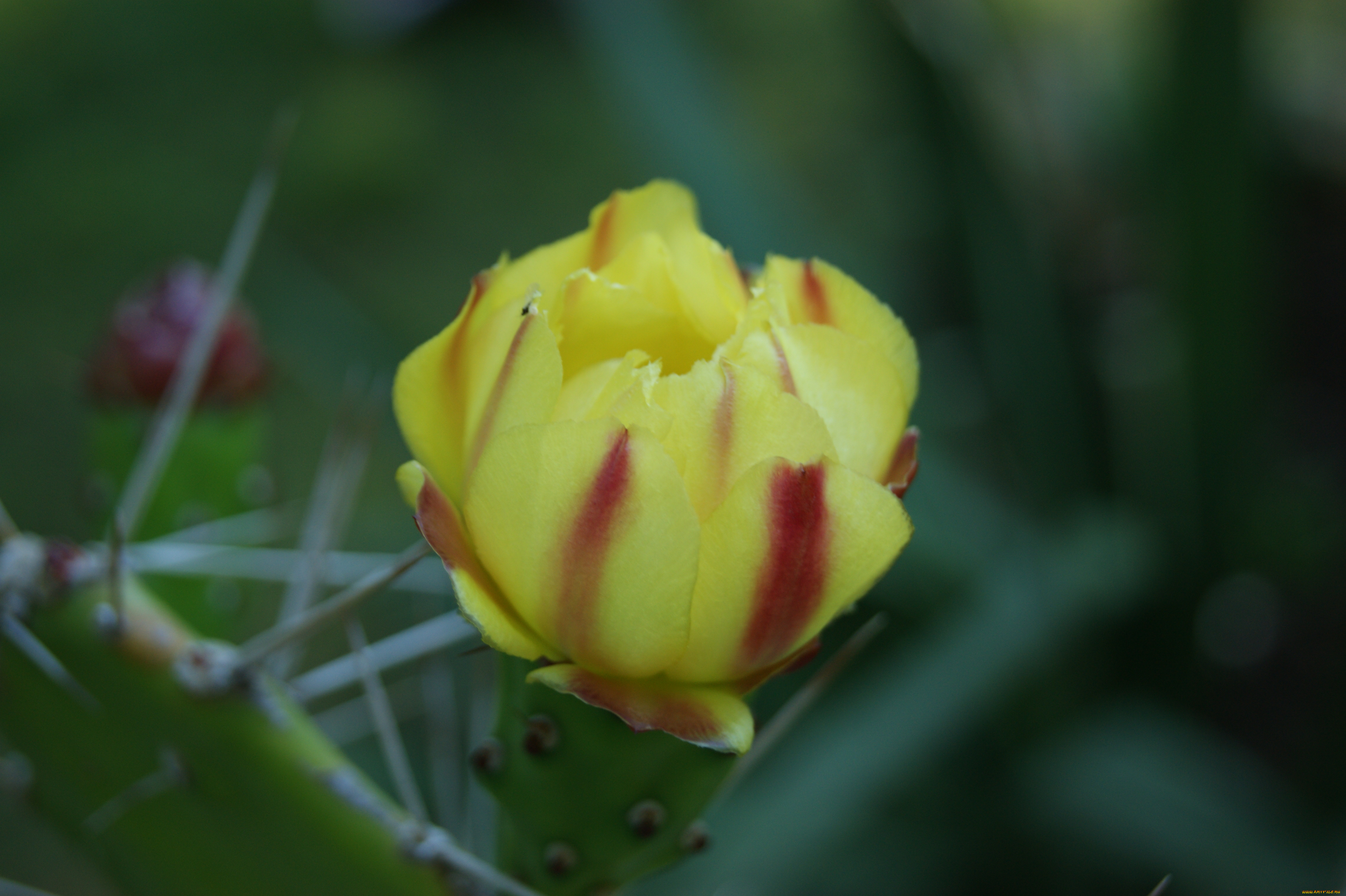 цветы, кактусы, иголки, цветок