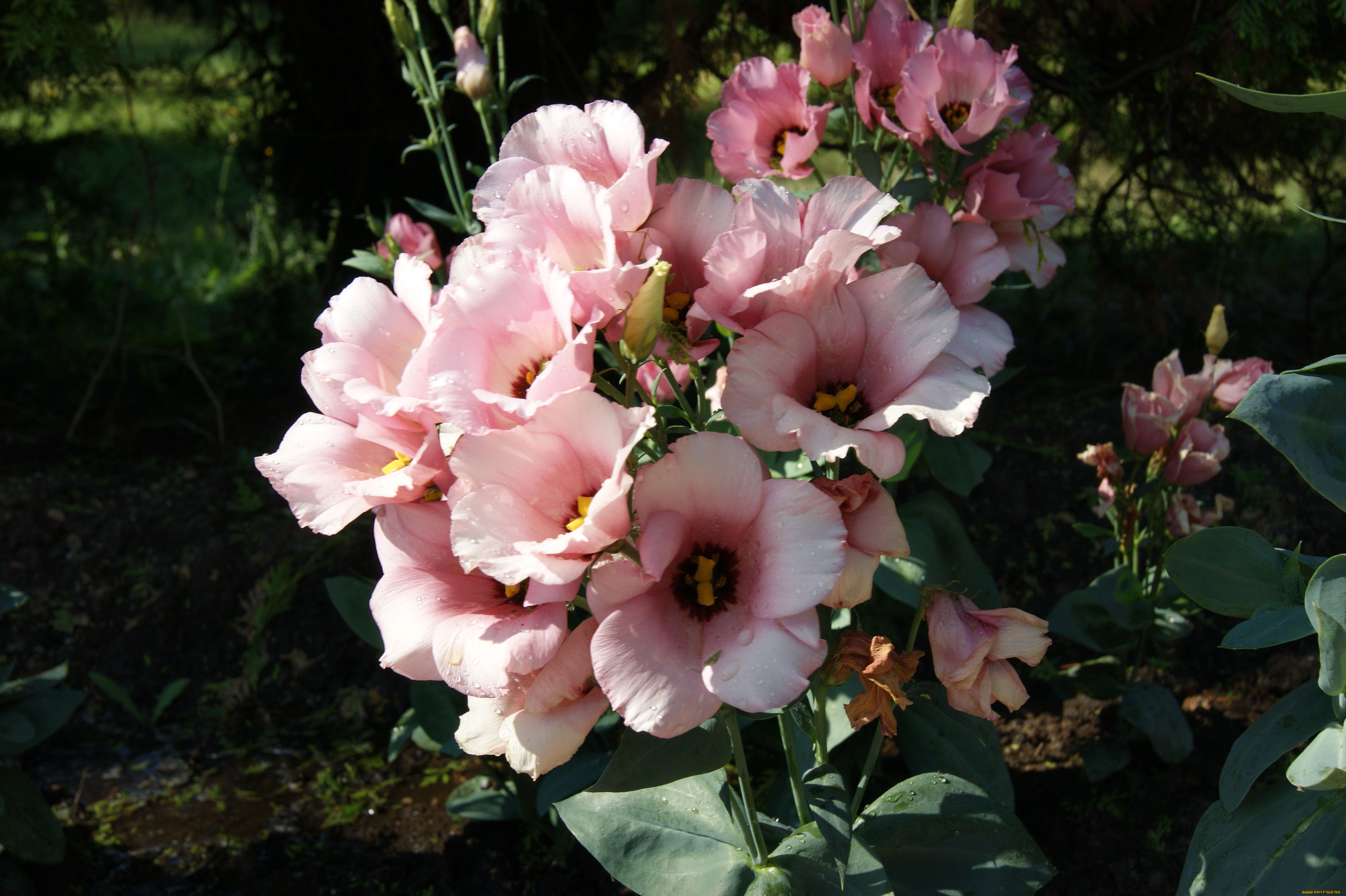 цветы, темный, фон