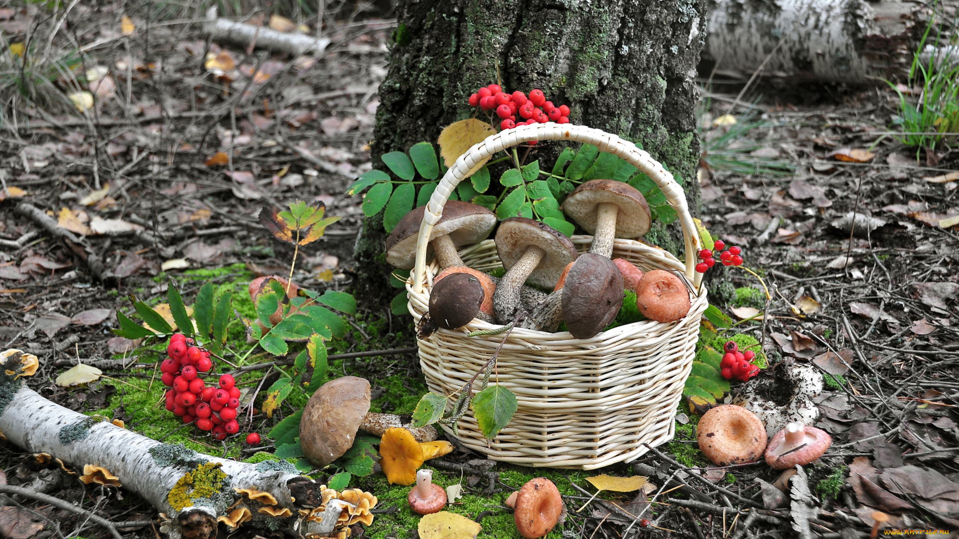 еда, грибы, грибные, блюда, корзинка, рябина