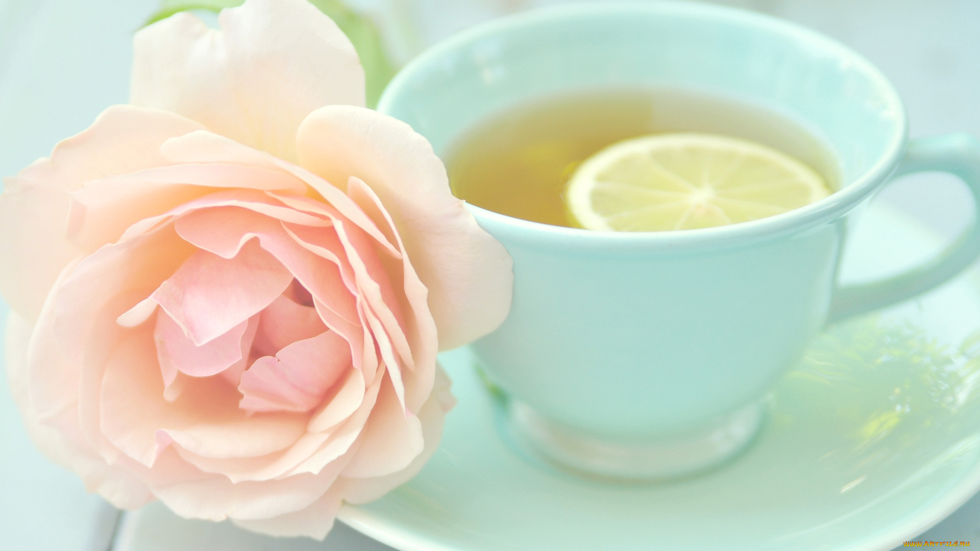 еда, напитки, Чай, лимон, роза, чашка