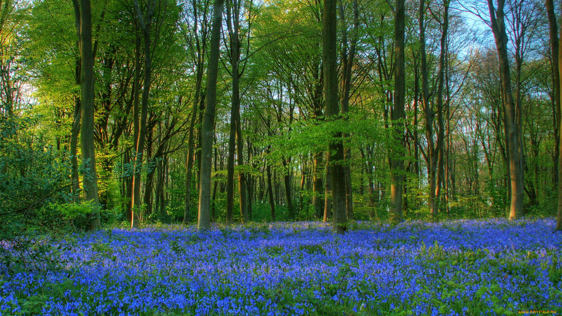 northington, down, england, природа, лес, цветы, трава