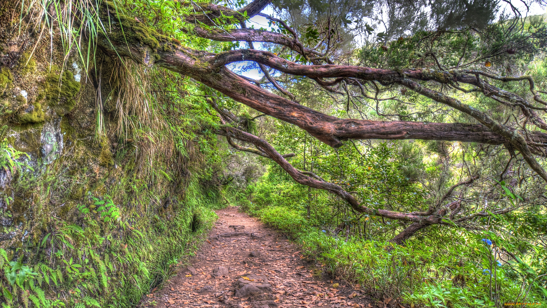 португалия, madeira, природа, дороги, лес, сосны, ветви, тропинка