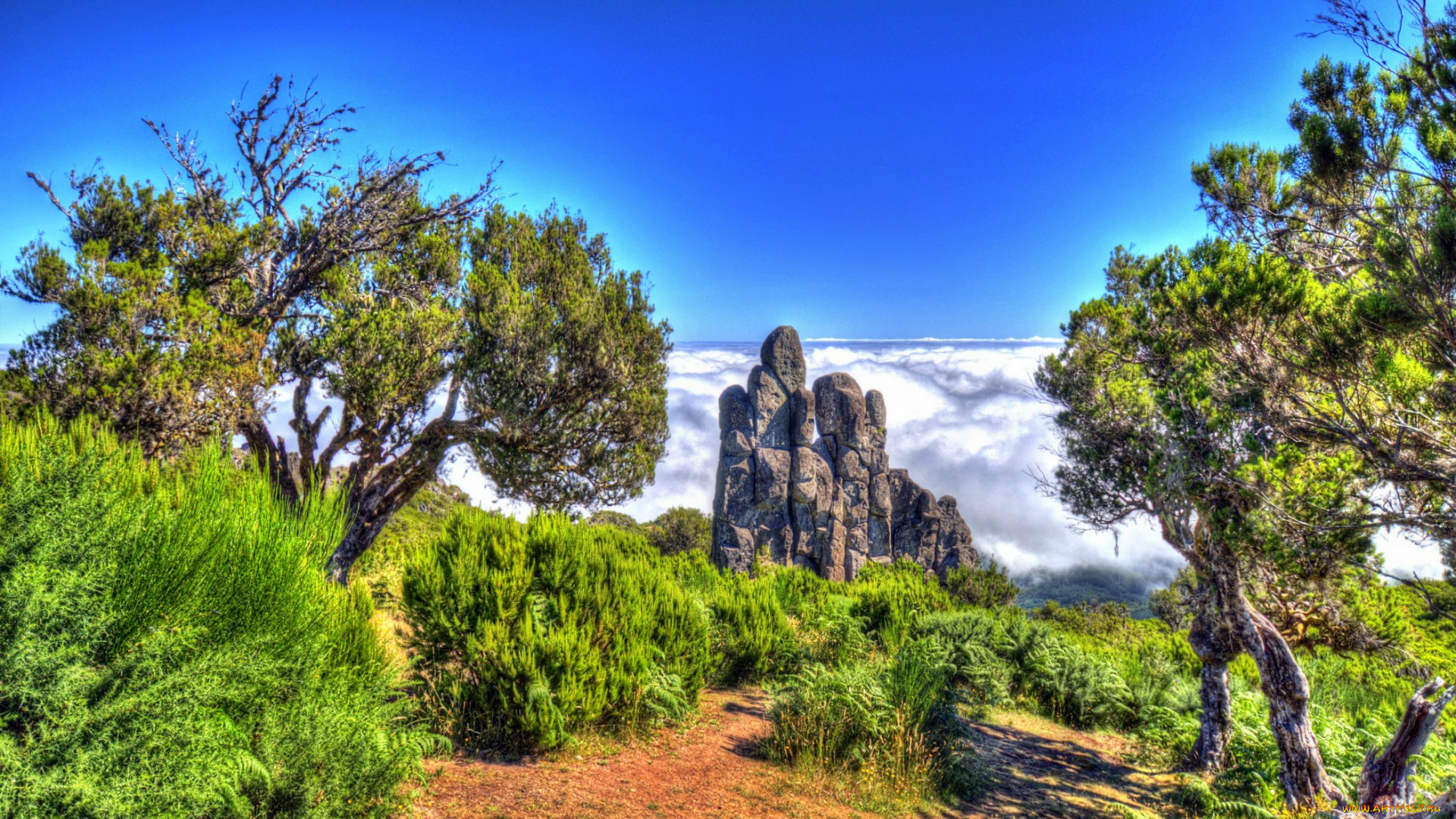 португалия, madeira, природа, пейзажи, горы, плато, трава, деревья, тропа, скала