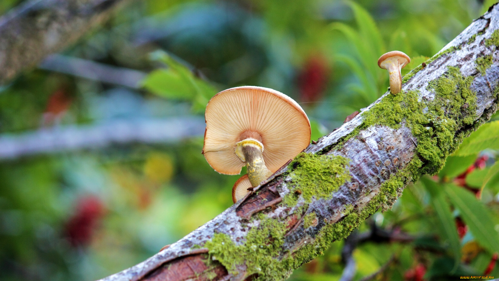 природа, грибы, макро, дерево