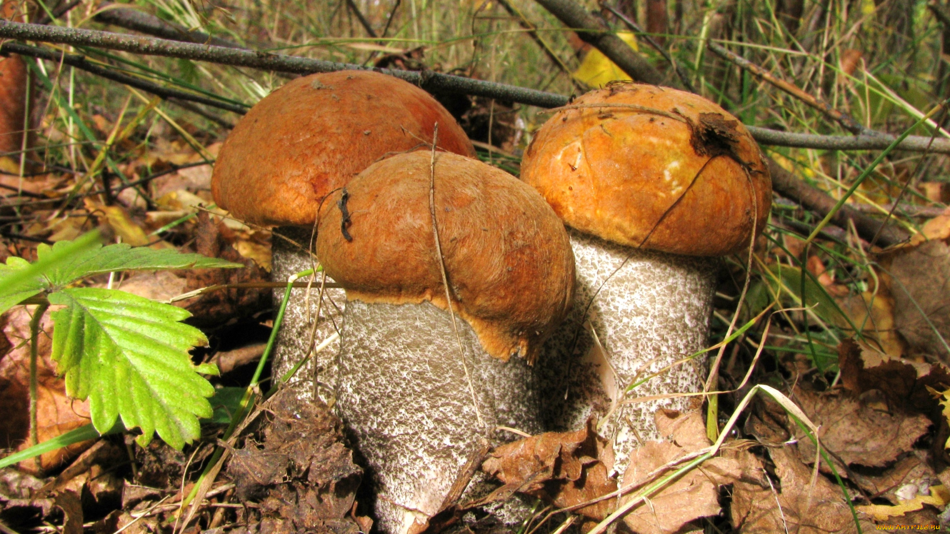 природа, грибы, трио