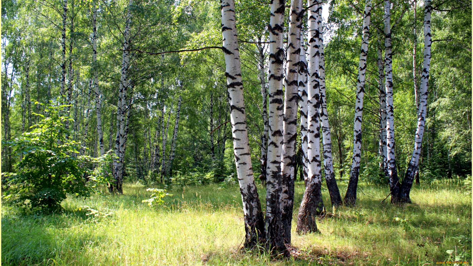 природа, лес, березы