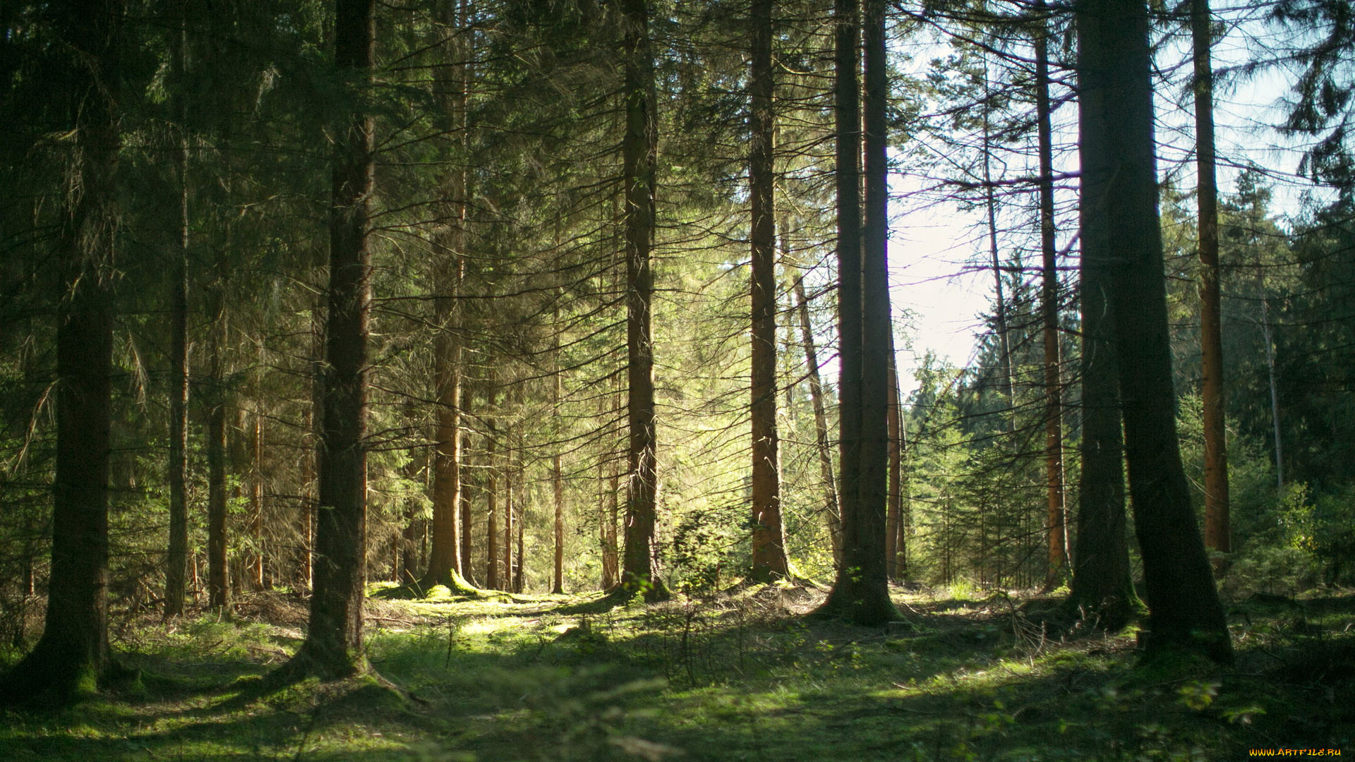 природа, лес, деревья, трава