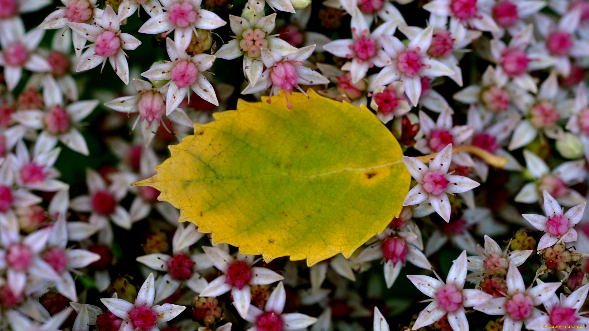 природа, листья, цветы, макро