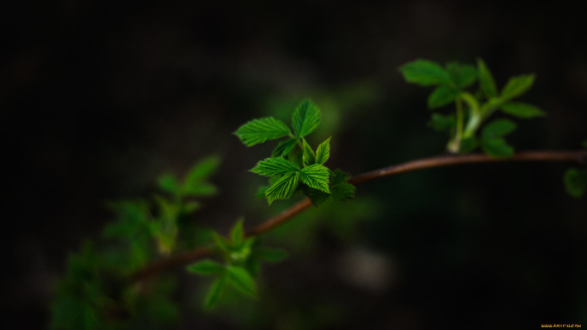природа, листья, темный, фон, ветка