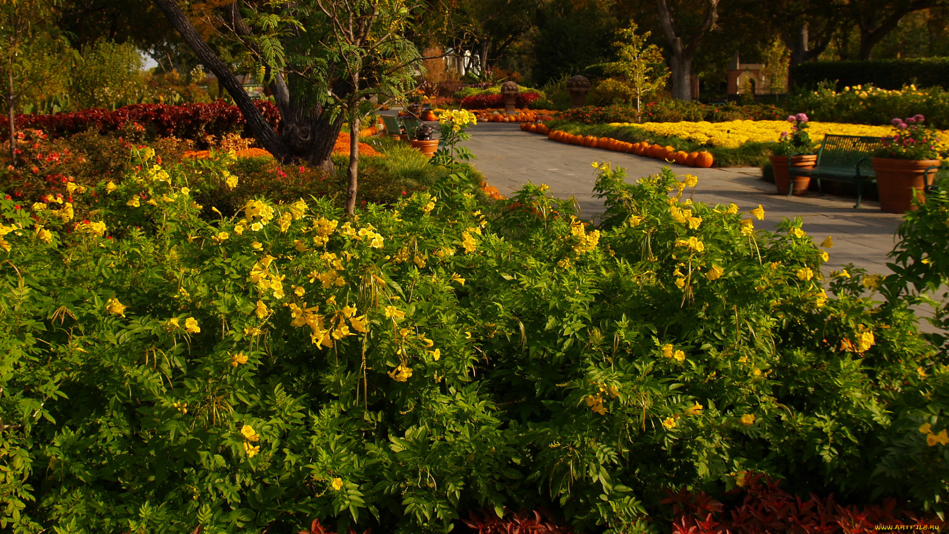 природа, парк, клумбы, цветы