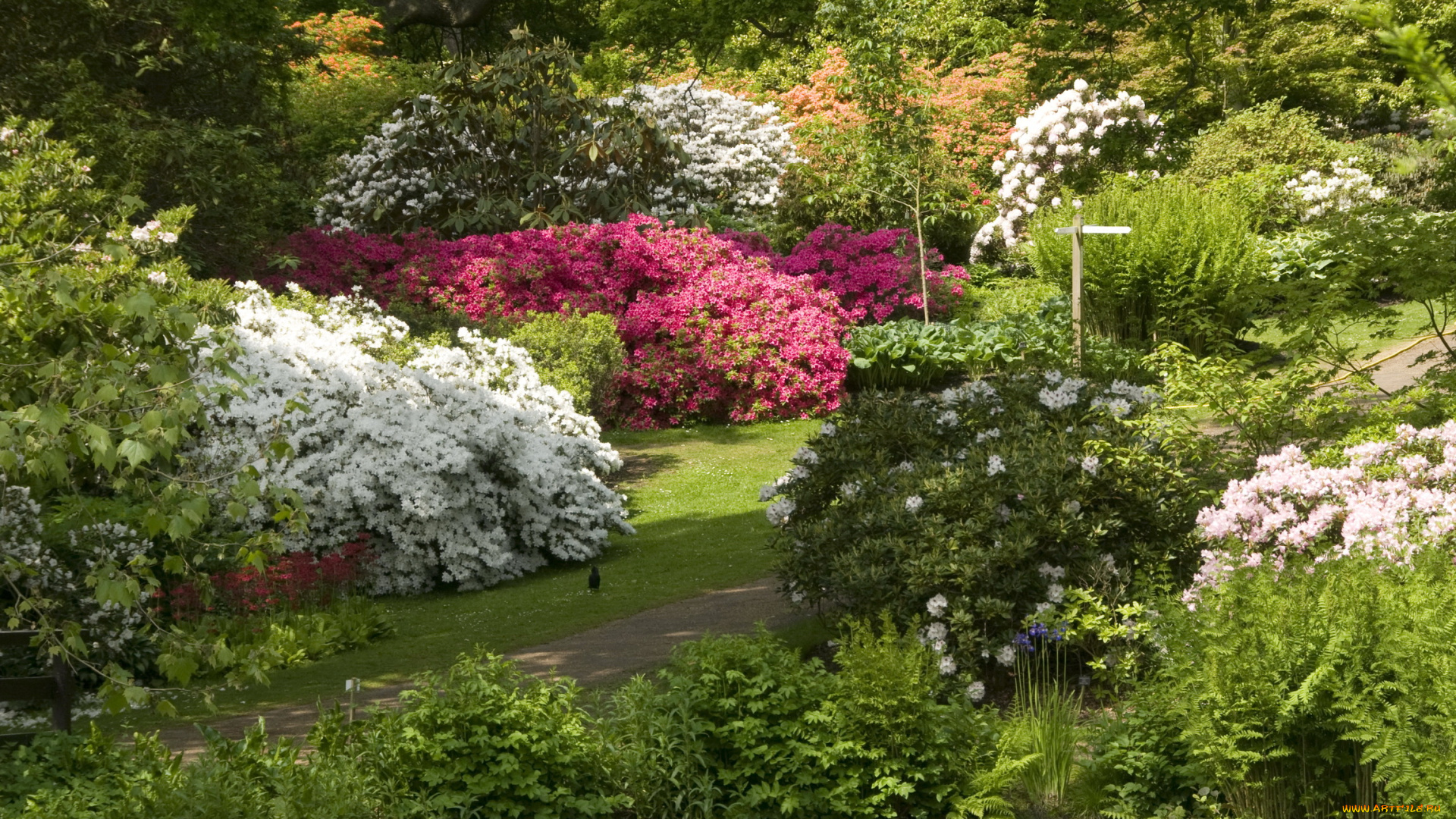 природа, парк, кусты, деревья, река