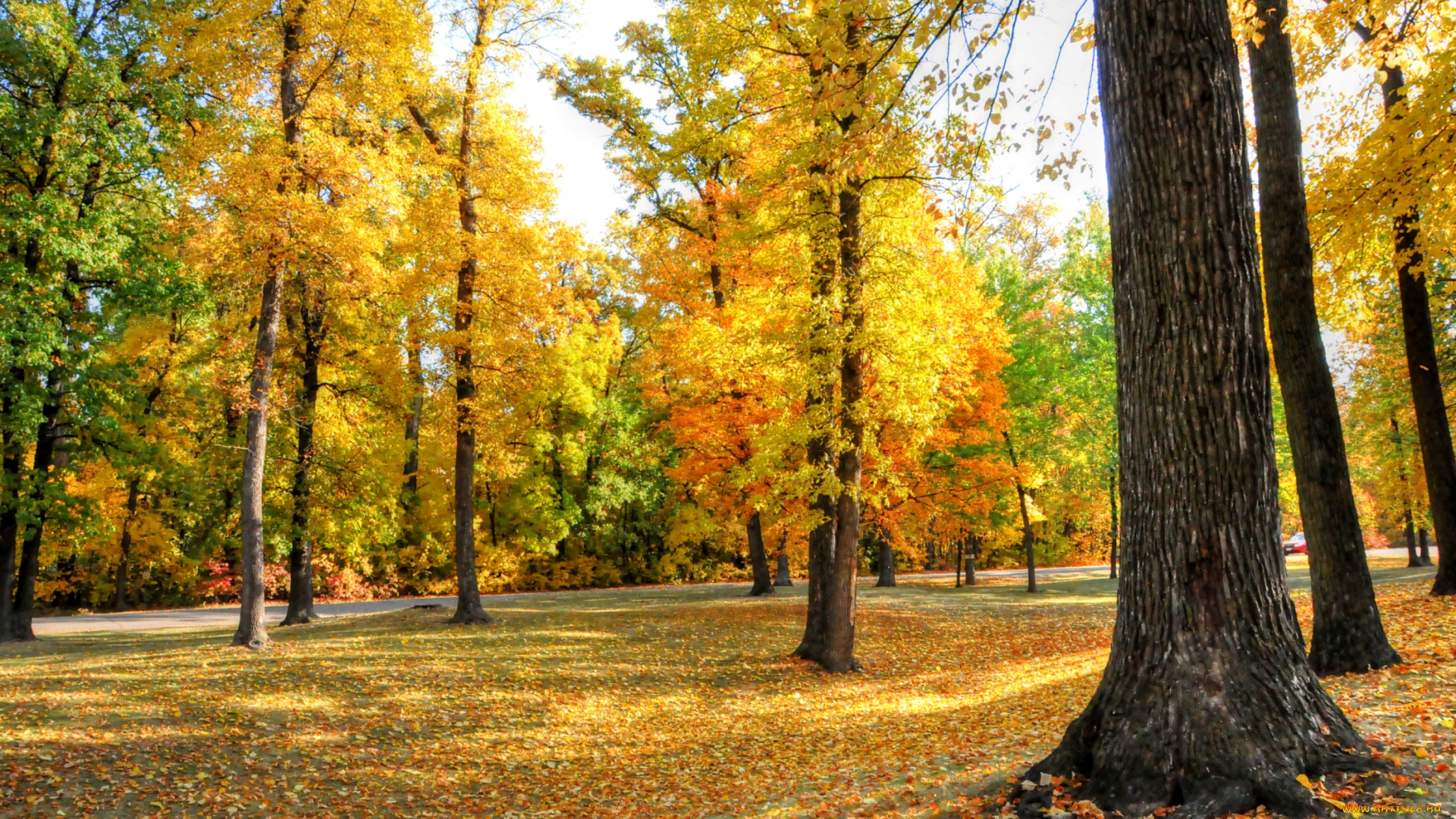 природа, парк, осень