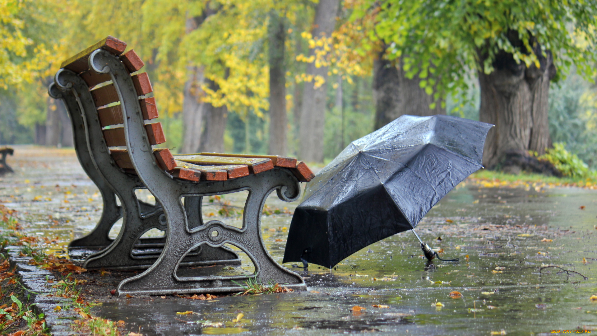 природа, парк, зонт