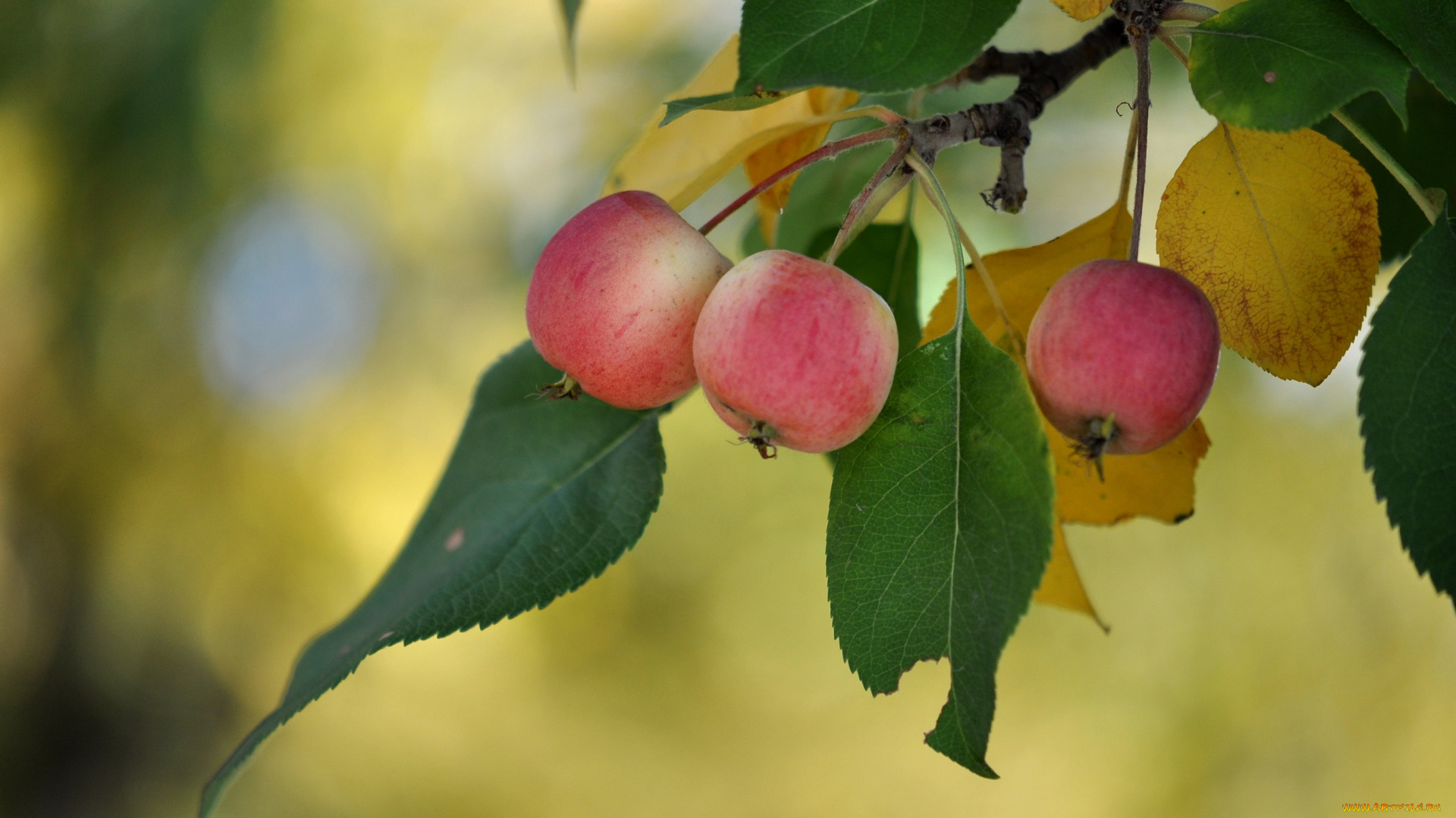 природа, плоды, яблочки