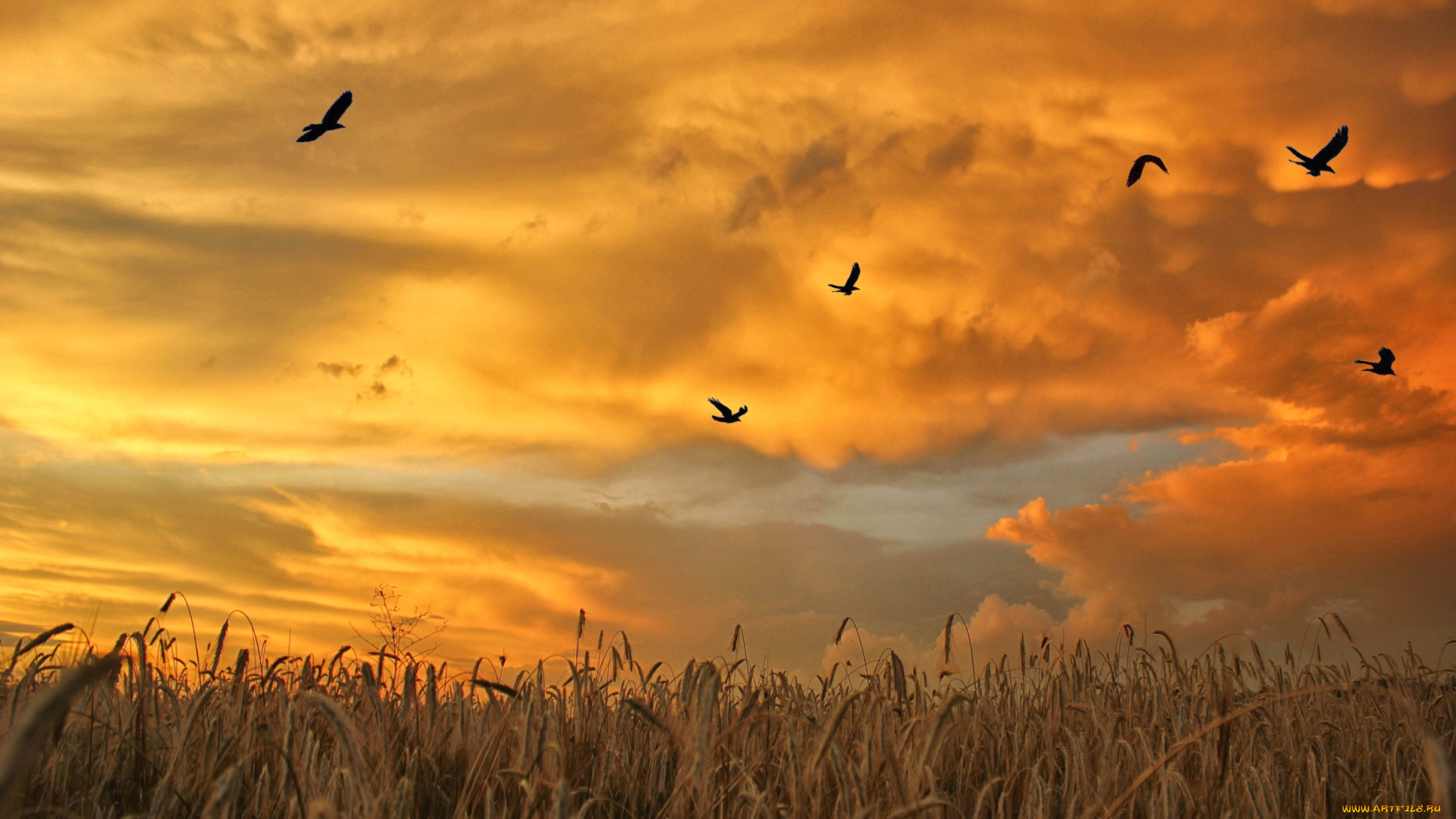 природа, поля, птицы, закат, поле