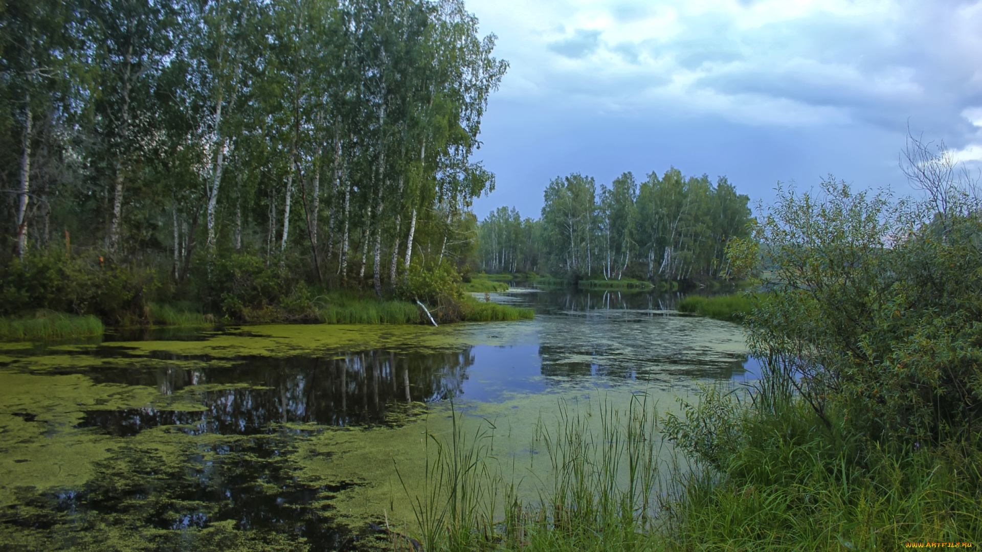 природа, реки, озера, березы, вода