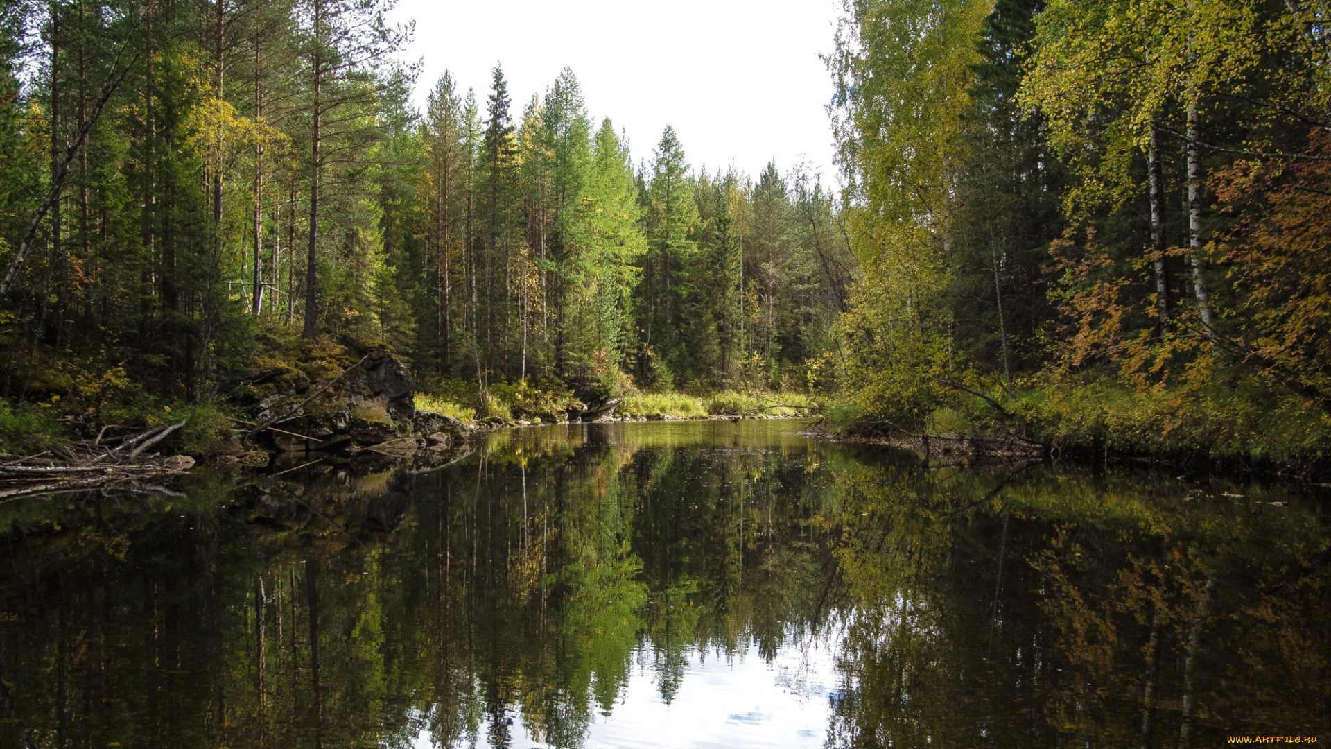 природа, реки, озера, березы, вода