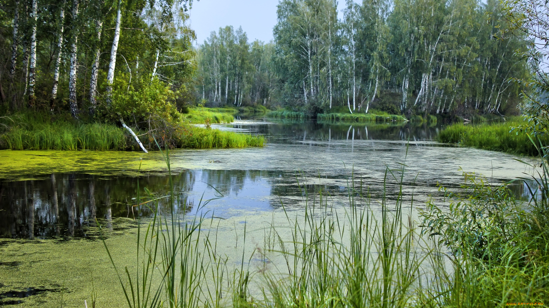 природа, реки, озера, березы, вода