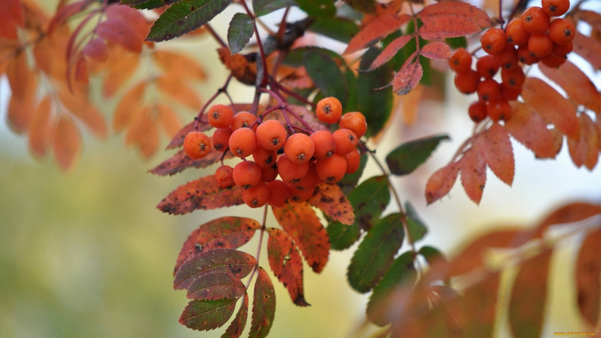 природа, Ягоды, рябина, макро, осень, листья, кисть