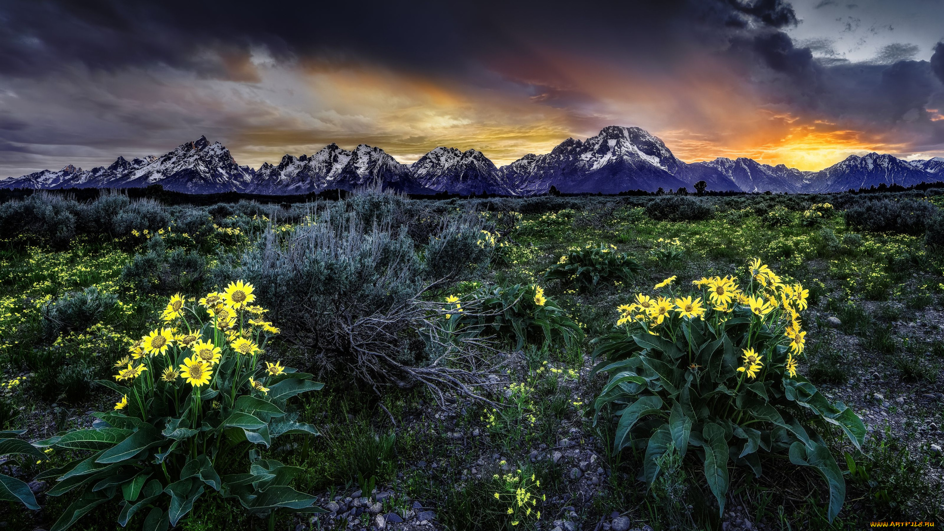 rocky, mountains, grand, teton, national, park, wyoming, природа, восходы, закаты, восход, вайоминг, луг, цветы, бальзамориза, рассвет, гранд-титон, скалистые, горы