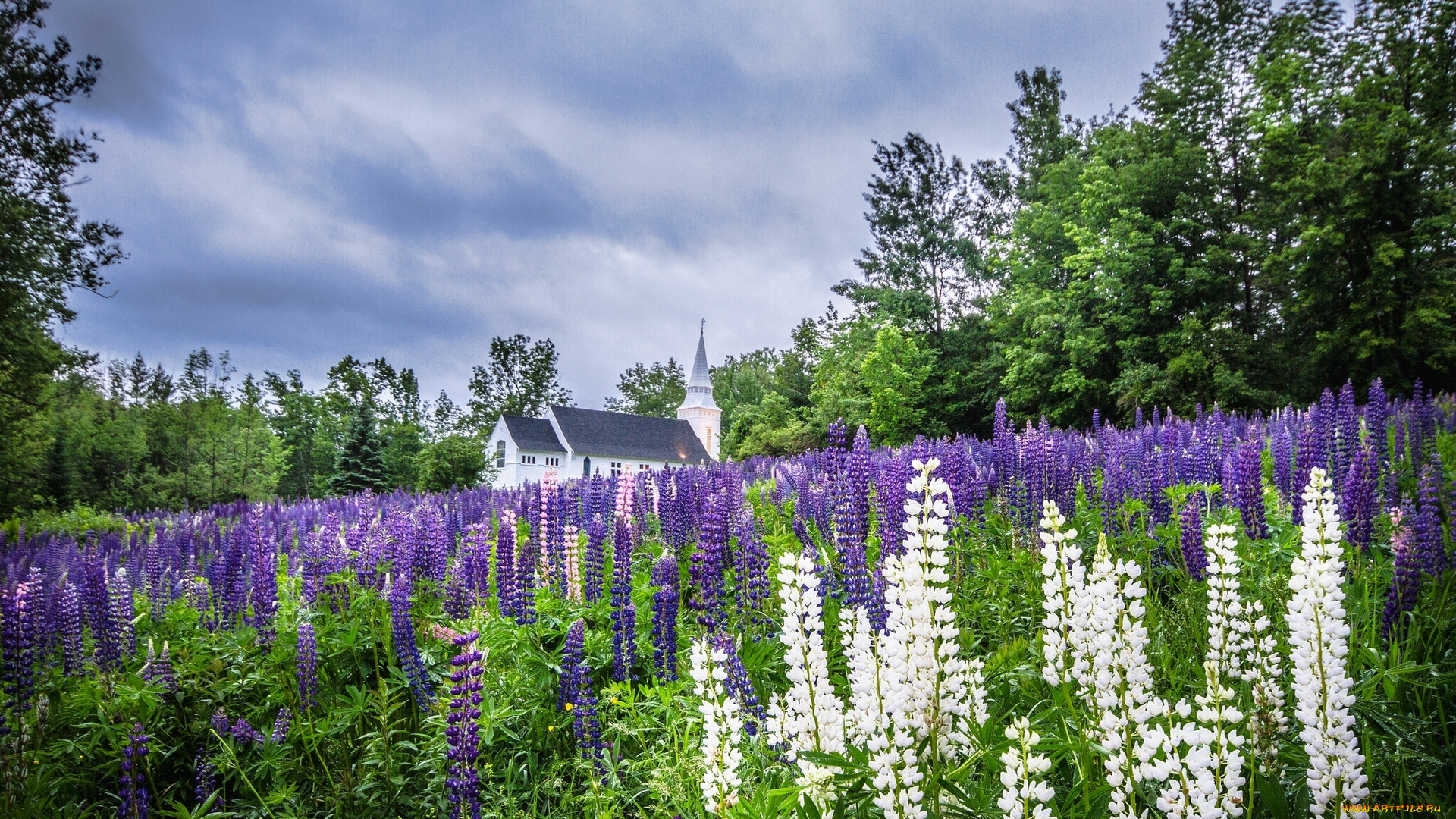 sugar, hill, franconia, new, hampshire, природа, луга, цветы, люпины, церковь, saint, matthews, church, франкония, нью-хэмпшир