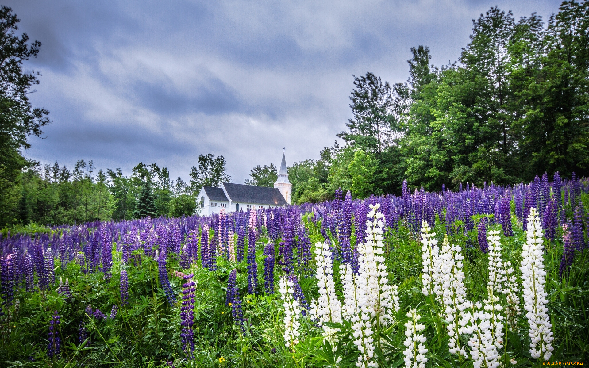 sugar, hill, franconia, new, hampshire, природа, луга, цветы, люпины, церковь, saint, matthews, church, франкония, нью-хэмпшир