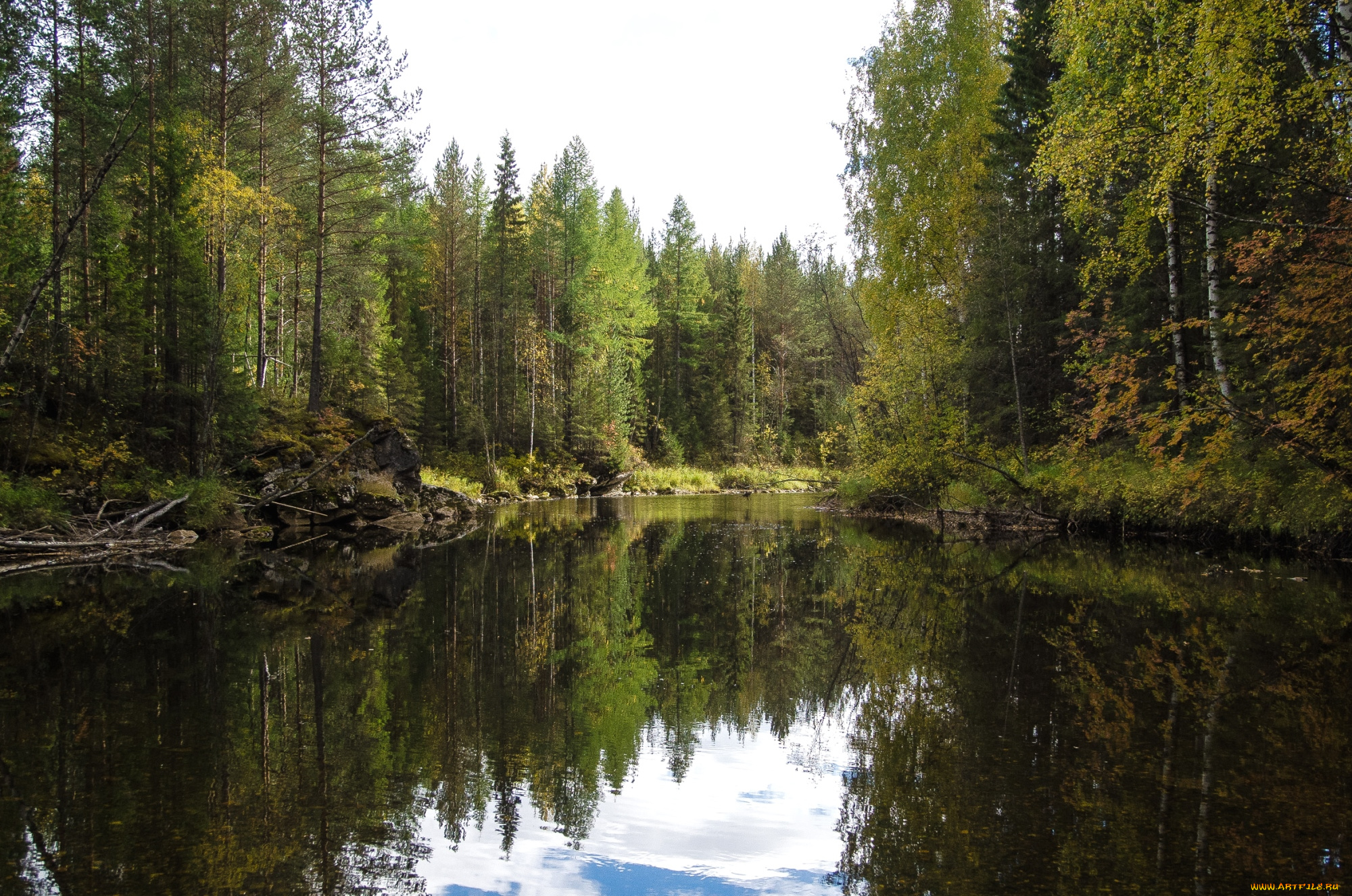 природа, реки, озера, березы, вода