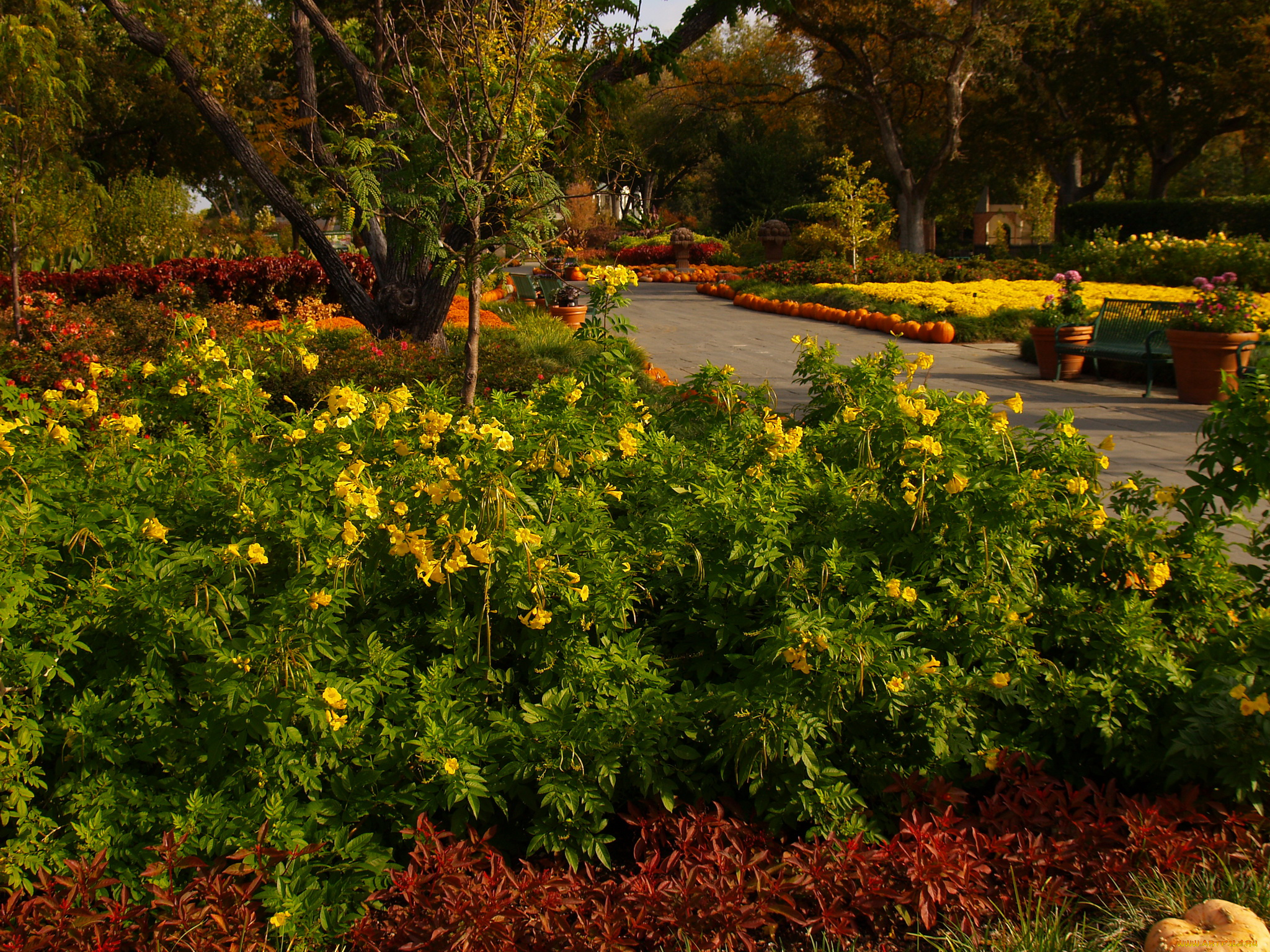 природа, парк, клумбы, цветы