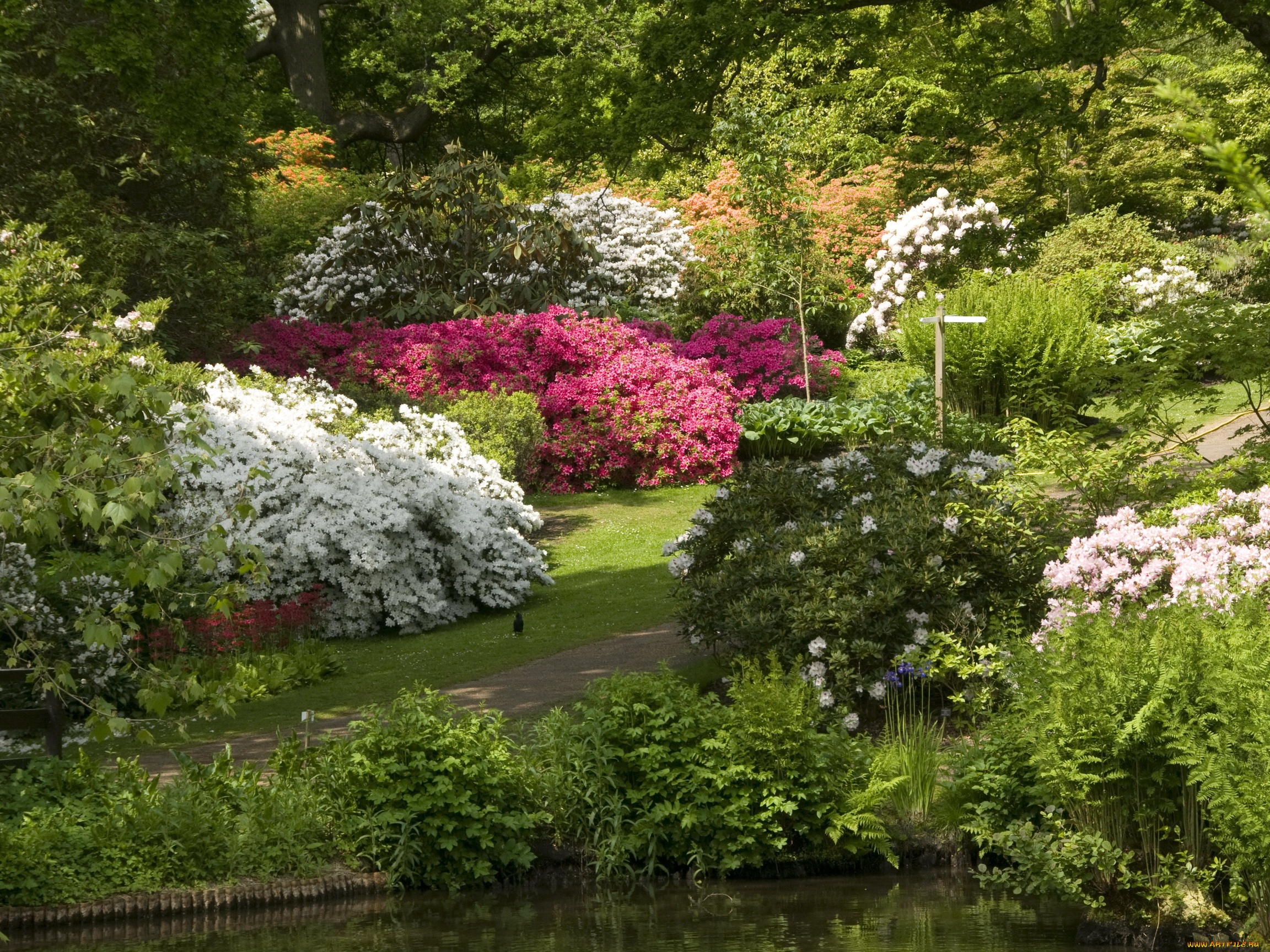 природа, парк, кусты, деревья, река