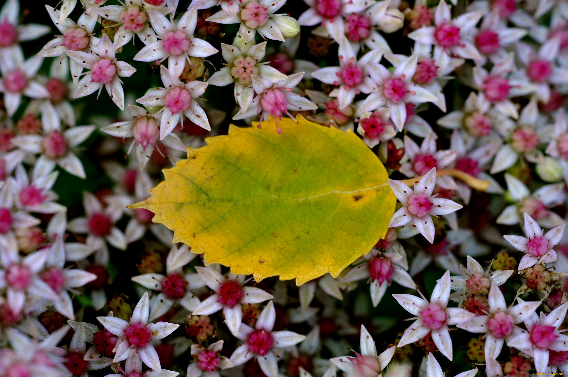 природа, листья, цветы, макро