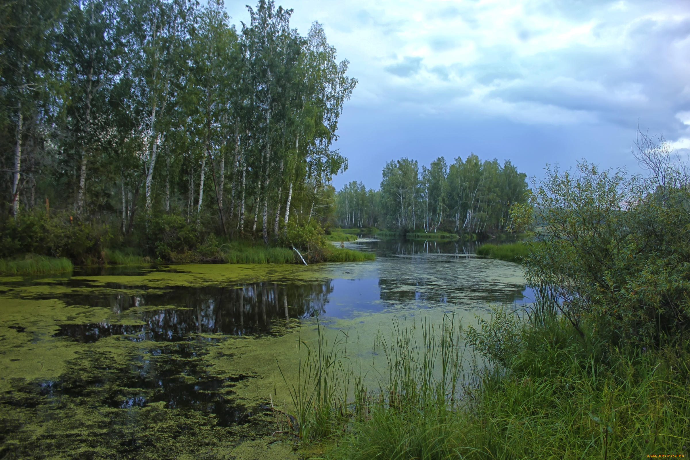 природа, реки, озера, березы, вода