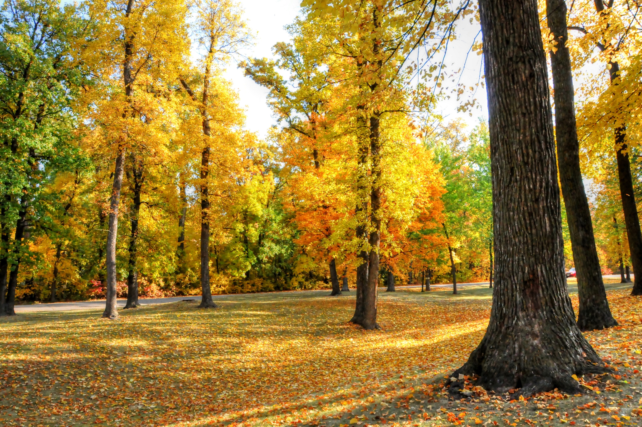 природа, парк, осень