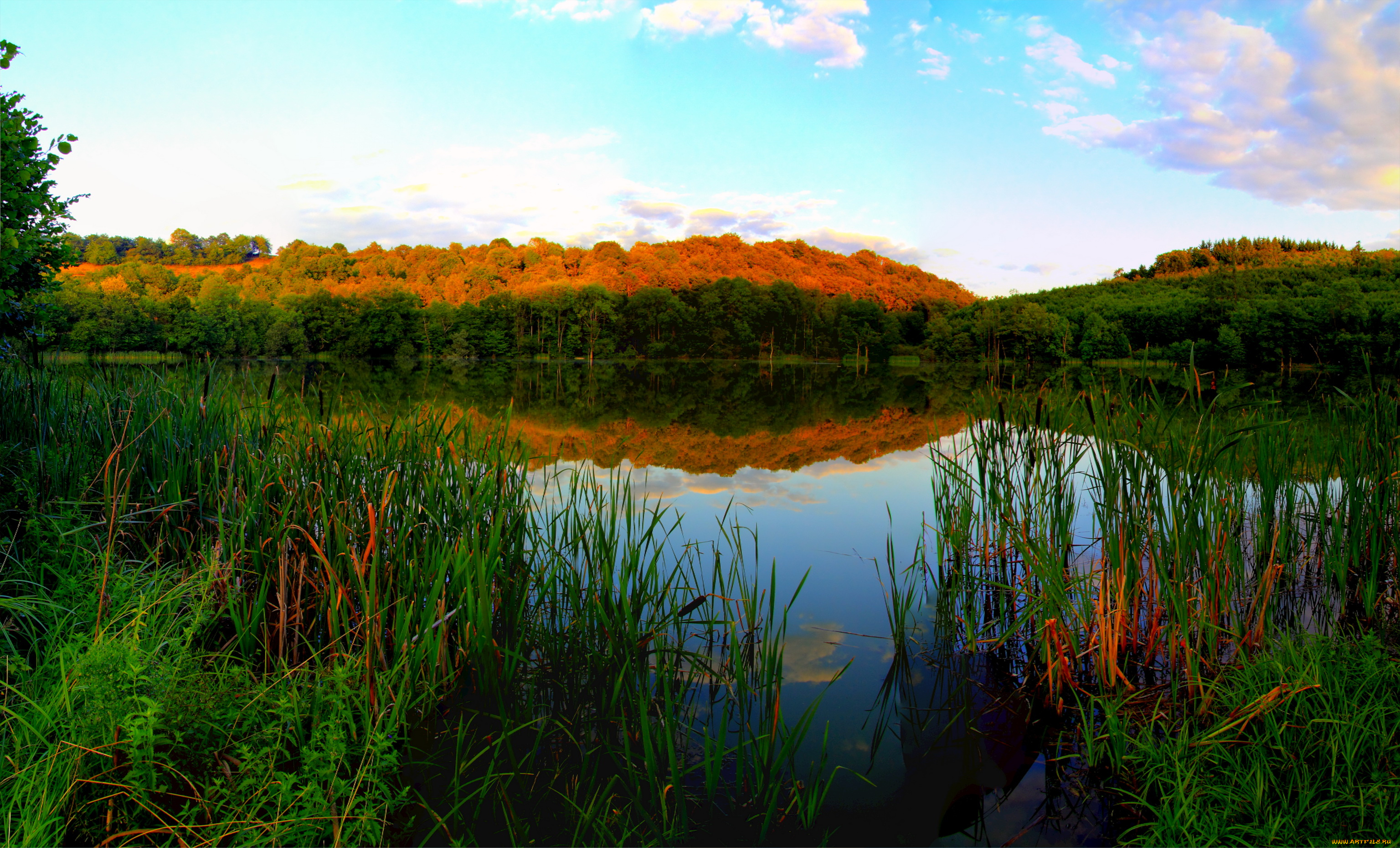 эльшайд, германия, природа, реки, озера, лес, камыши, река