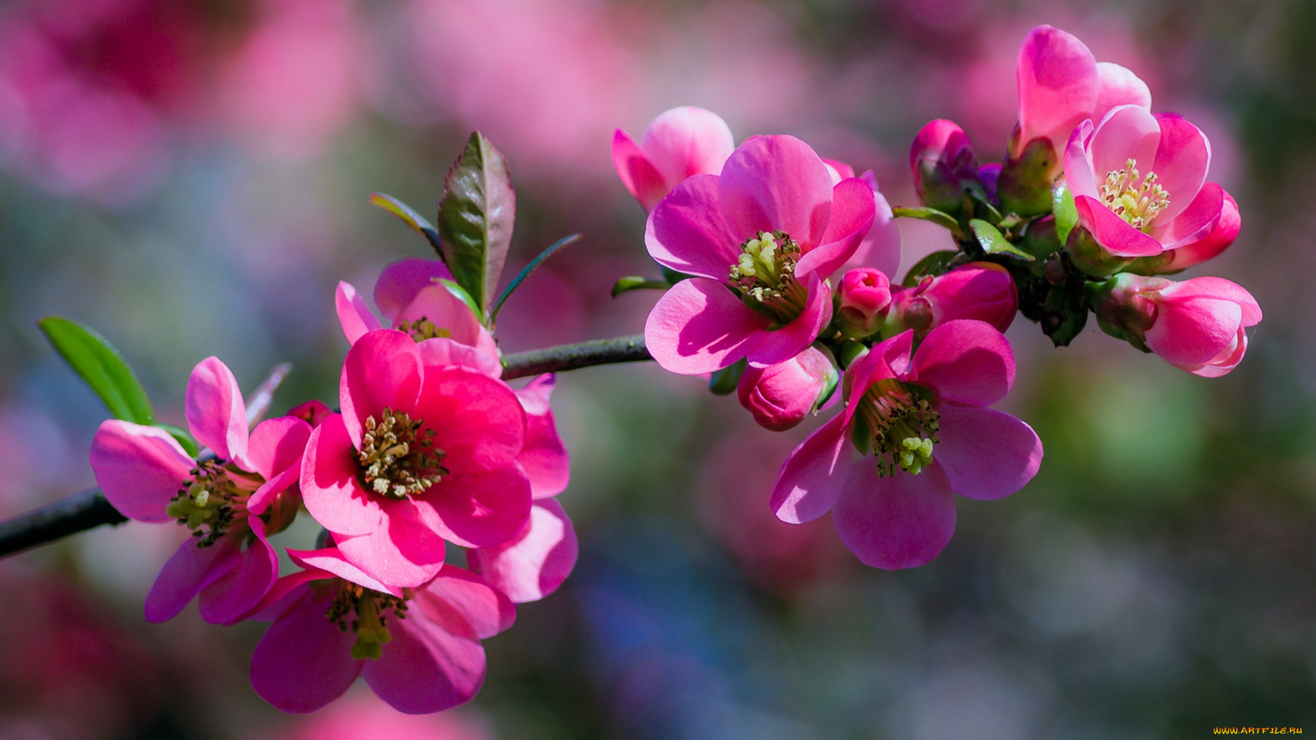 цветы, цветущие, деревья, , , кустарники, белые, ветка, листья, цветочки, цветение