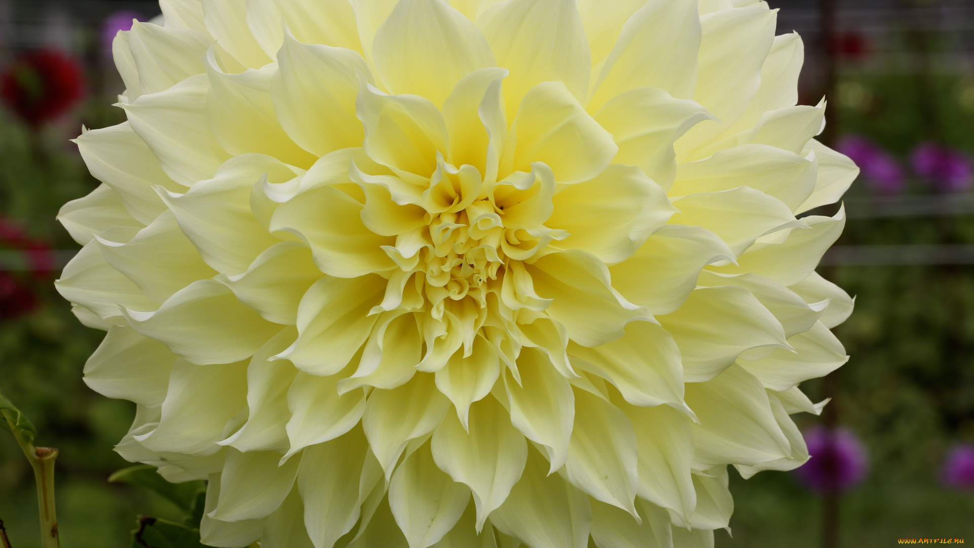 цветы, георгины, цветение, георгин, лепестки, бутоны