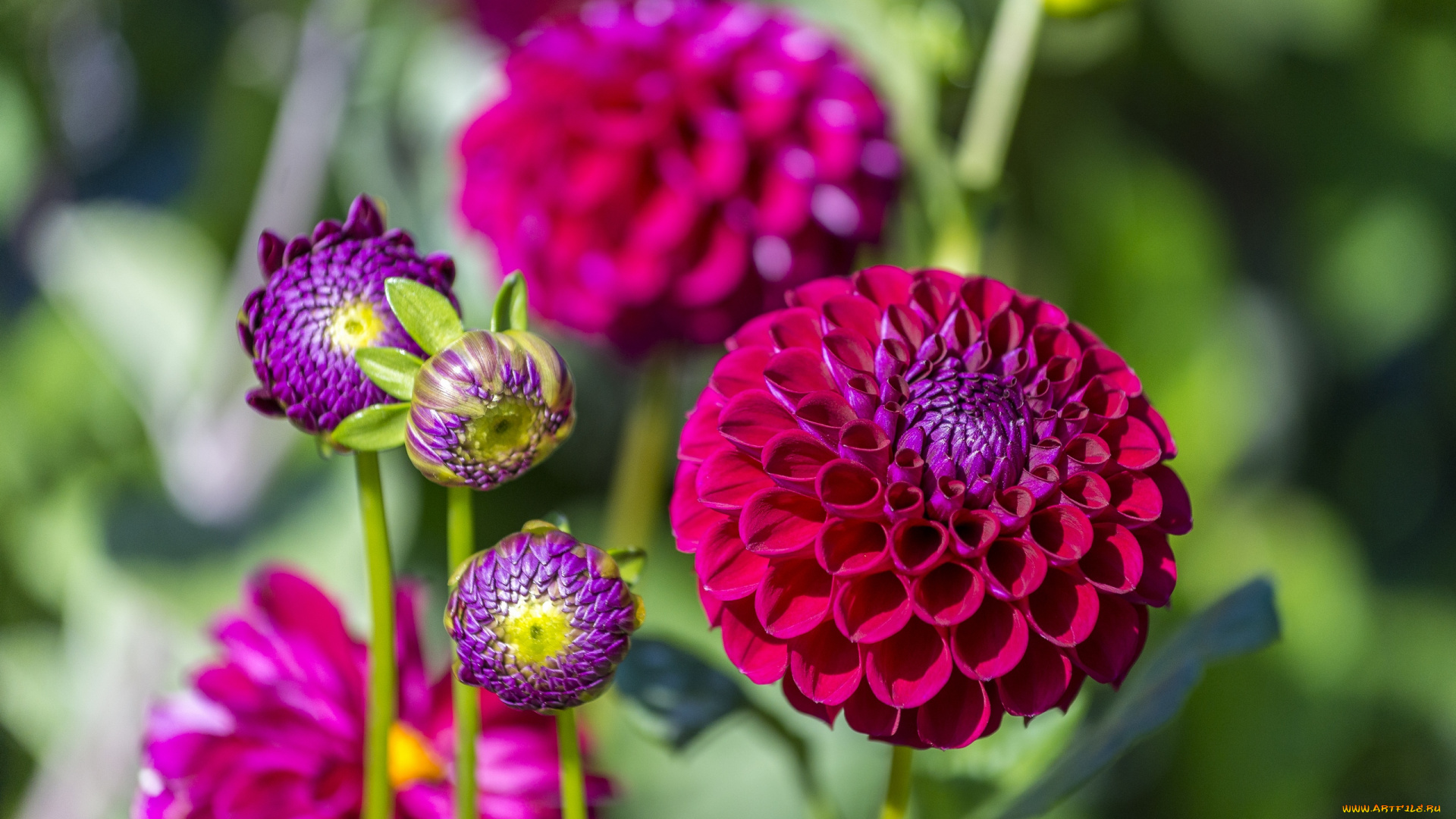 цветы, георгины, лепестки, цветение, розовый, георгин