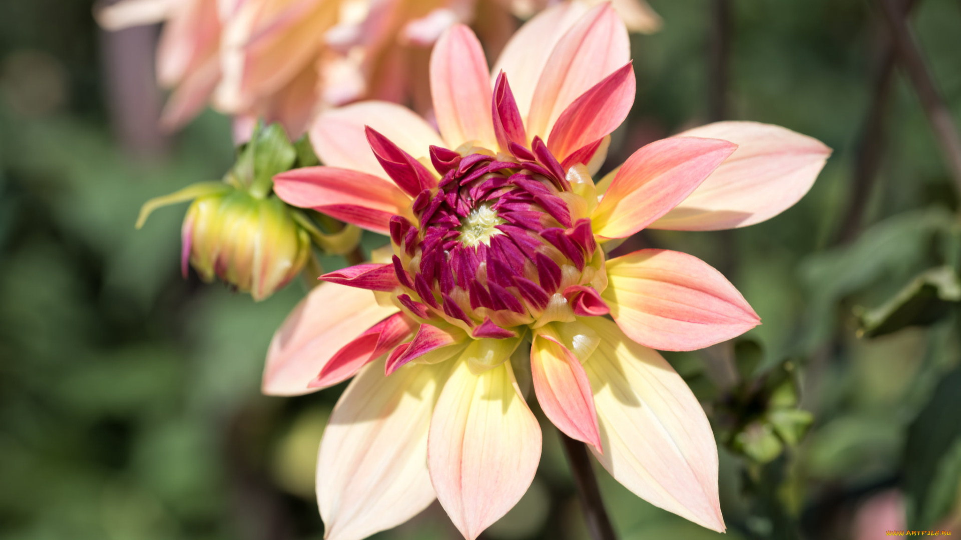 цветы, георгины, лепестки, георгин, бутоны, цветение