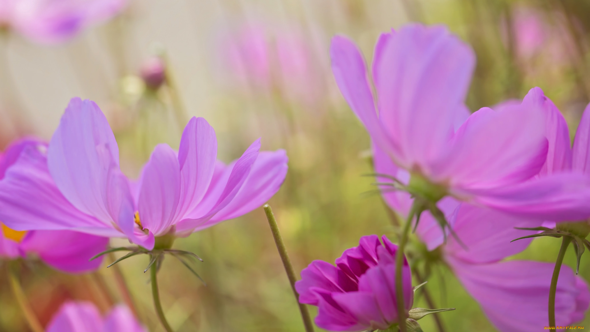 цветы, космея, цветение, лепестки